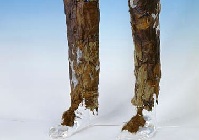 The two separate leggings, which the Iceman was still wearing when he was discovered, are made of several pieces of domestic goat hide carefully cross-stitched together with animal sinew.